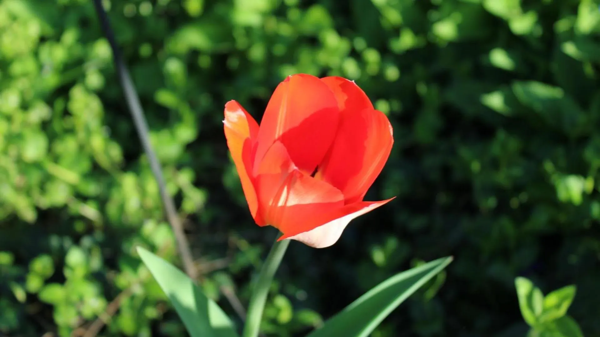 Bio Kinder Erlebnis Bauernhof Voit Sochtenau