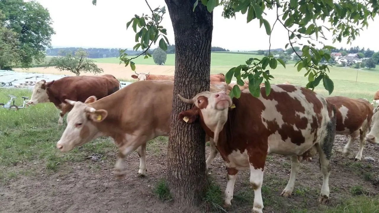 Bio Kinder Erlebnis Bauernhof Voit Sochtenau Country house