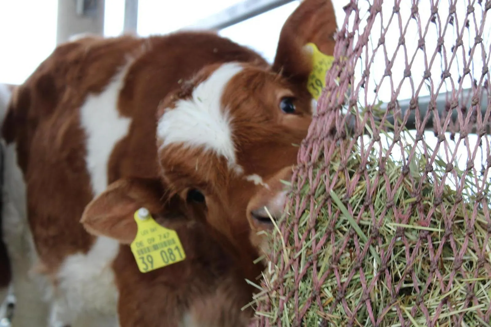 Bio Kinder Erlebnis Bauernhof Voit Sochtenau Germany