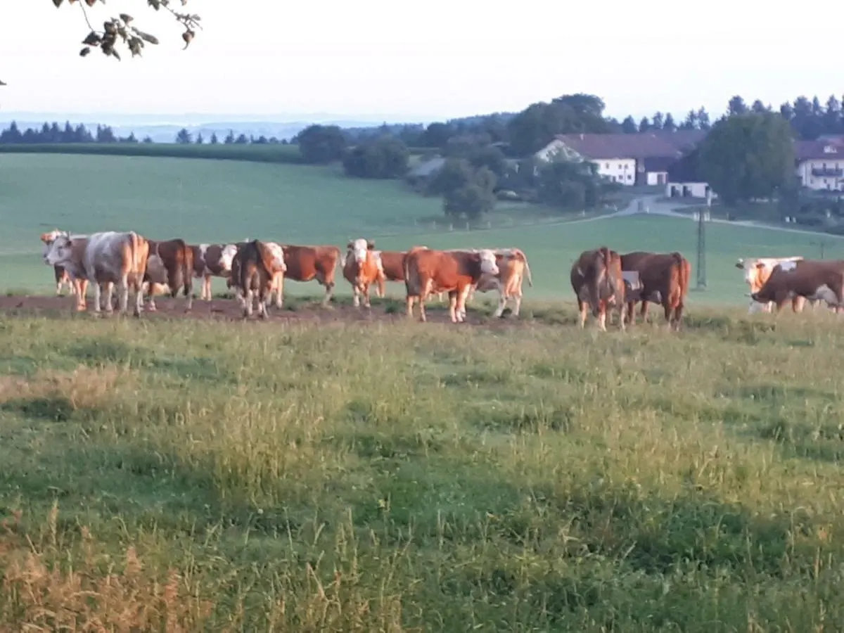 Bio Kinder Erlebnis Bauernhof Voit Sochtenau Country house